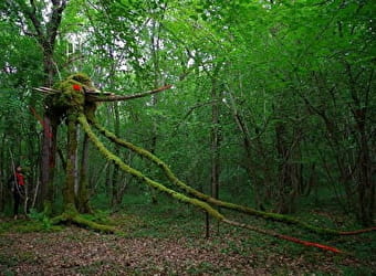 La Forêt des Géants Verts - ARGENTENAY