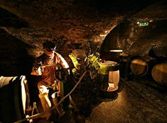 OenoCentre Ampélopsis - MASSINGY