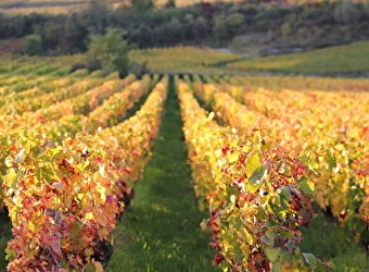 Activinum - Œnologie - GIVRY